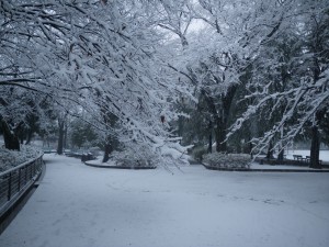 雪の妙正寺公園