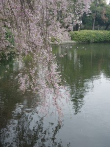 妙正寺公園の枝垂桜