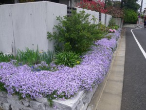 名前不明の綺麗な花