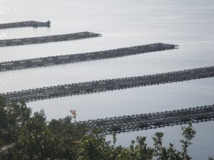 養殖の筏