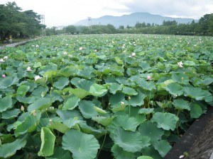 一面の蓮の花