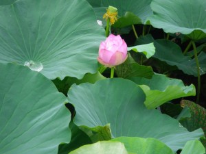 咲きかけの小さな蓮の花